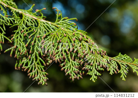 春 沢山のヒバの花芽 春 沢山のヒバの花芽 114831212