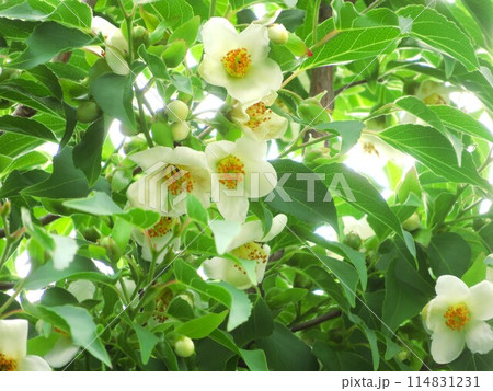 ヒメシャラの花 ヒメシャラの花 114831231