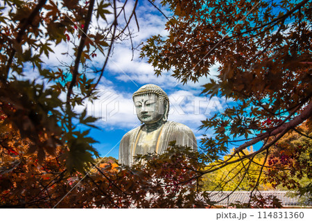 Daibutsu or Great Buddha of Kamakura in Kotokuin Temple at Kanagawa Prefecture Japan with leaves changing color It is an important landmark and a popular destination for tourists and pilgrims. 114831360