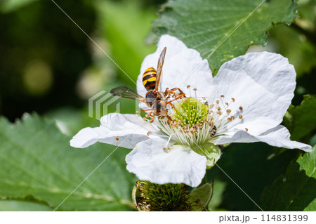 ブラックベリーの花の蜜を吸うダイミョウキマダラハナバチ 114831399
