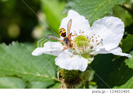 ブラックベリーの花の蜜を吸うダイミョウキマダラハナバチ ブラックベリーの花の蜜を吸うダイミョウキマダラハナバチ 114831405