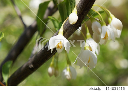 エゴノキの白い花 エゴノキの白い花 114831416