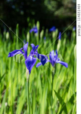 初夏の季節に美しく咲く青色のアヤメの花 114831464