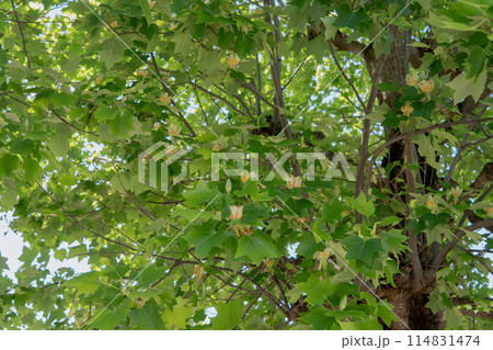 チューリップに似た花が満開のユリノキの枝／埼玉県・5月 114831474