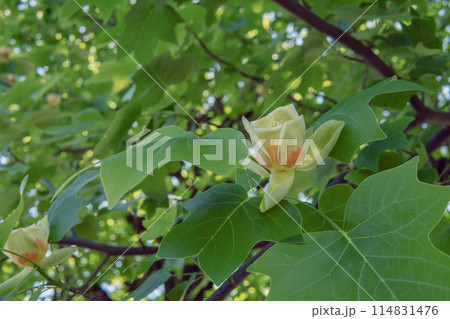薄黄色の花弁にオレンジ色の班があるユリノキの花／埼玉県・5月 114831476