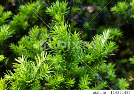 初夏に芽生えたキャラボクの新芽 初夏に芽生えたキャラボクの新芽 114831485