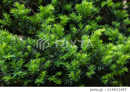 初夏に芽生えたキャラボクの新芽 初夏に芽生えたキャラボクの新芽 114831487