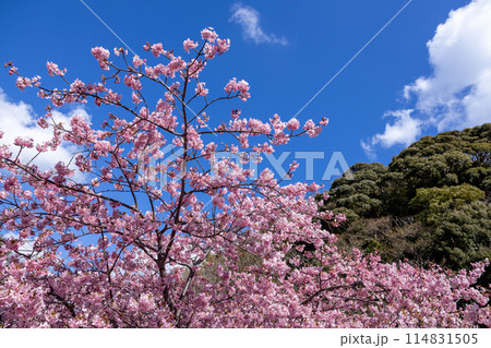 伊豆の川端に咲く美しい河津桜 伊豆の川端に咲く美しい河津桜 114831505