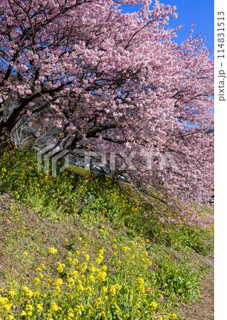 早春の美しい河津桜と菜の花の風景　(南伊豆町） 114831513