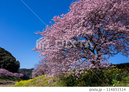 早春の美しい河津桜と菜の花の風景 (南伊豆町) 早春の美しい河津桜と菜の花の風景 (南伊豆町) 114831514
