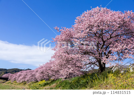 早春の美しい河津桜と菜の花の風景　(南伊豆町） 114831515