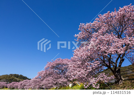 早春の美しい河津桜と菜の花の風景　(南伊豆町） 114831516