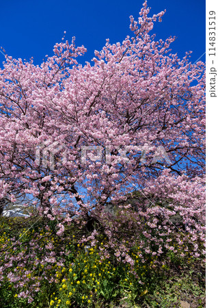 早春の美しい河津桜と菜の花の風景 (南伊豆町) 早春の美しい河津桜と菜の花の風景 (南伊豆町) 114831519