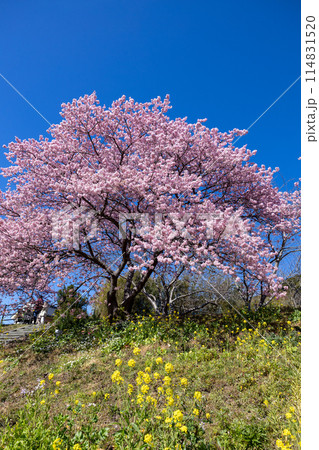 早春の美しい河津桜と菜の花の風景　(南伊豆町） 114831520