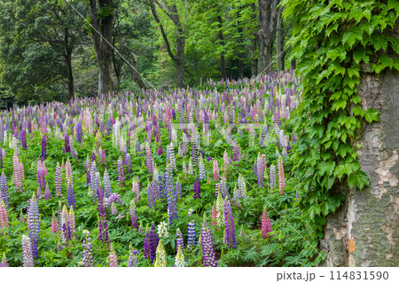 美しくカラフルなルピナスの群生 114831590