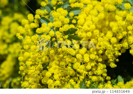 春の訪れを知らせる黄色いミモザの花 114831649