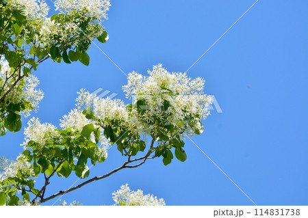 なんじゃもんじゃの花 なんじゃもんじゃの花 114831738