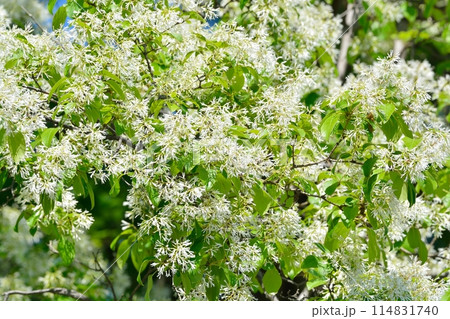 なんじゃもんじゃの花 なんじゃもんじゃの花 114831740