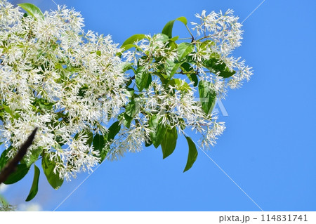 なんじゃもんじゃの花 なんじゃもんじゃの花 114831741