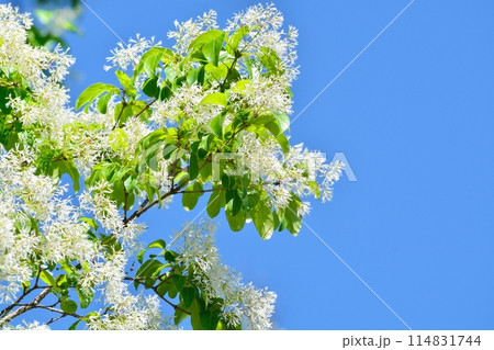 なんじゃもんじゃの花 114831744