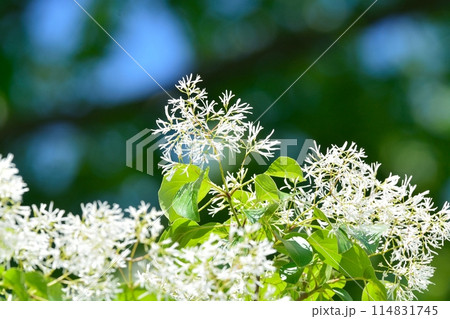 なんじゃもんじゃの花 なんじゃもんじゃの花 114831745