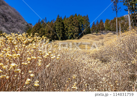 春の森林中で咲くミツマタの群生地 春の森林中で咲くミツマタの群生地 114831759