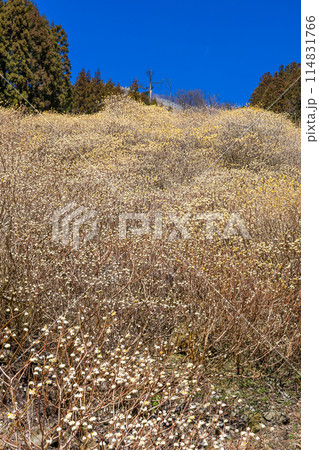 春の森林中で咲くミツマタの群生地 114831766