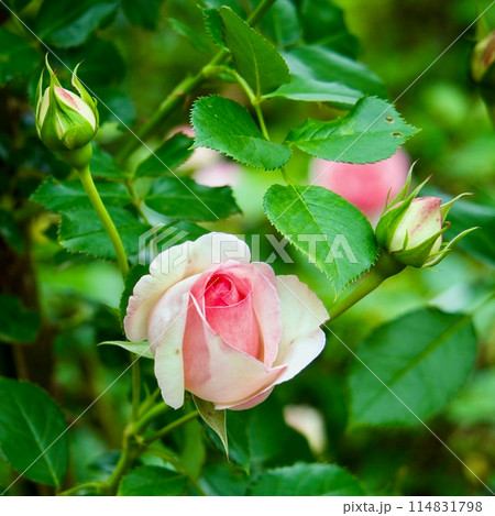 ピエールドゥロンサール 114831798