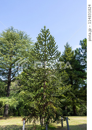 春を迎えるチリマツの木 114831824
