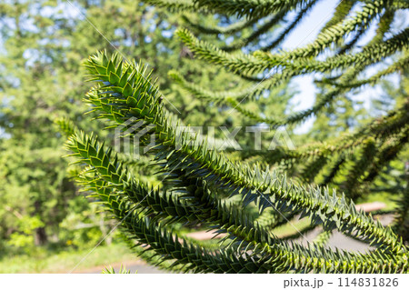 沢山の棘があるチリマツの枝 114831826