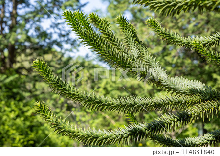 沢山の棘があるチリマツの枝 114831840