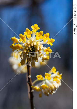 春の森に咲くかわいいミツマタの花 114831980