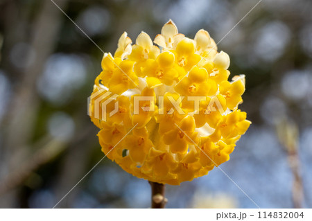 春の森に咲くかわいいミツマタの花 春の森に咲くかわいいミツマタの花 114832004
