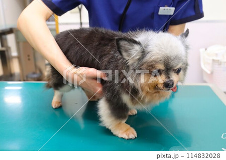 診察中の可愛いチワワの女の子むーちゃん♡ 114832028