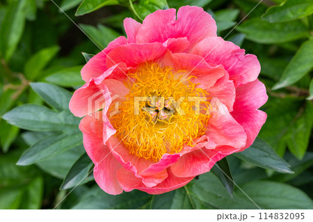 ガーデンに咲く美しく可憐なピンクのシャクヤクの花 ガーデンに咲く美しく可憐なピンクのシャクヤクの花 114832095
