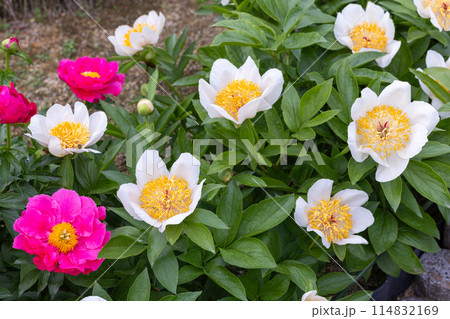 ガーデンに咲く美しく可憐な白いシャクヤクの花 114832169