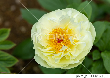 ガーデンに咲く美しく可憐な黄色のシャクヤクの花 114832182