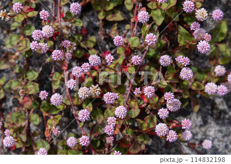 ガーデンで薄ピンク色の花をたくさん咲かせるヒメツルソバ ガーデンで薄ピンク色の花をたくさん咲かせるヒメツルソバ 114832198