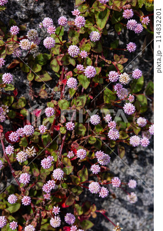 ガーデンで薄ピンク色の花をたくさん咲かせるヒメツルソバ 114832201