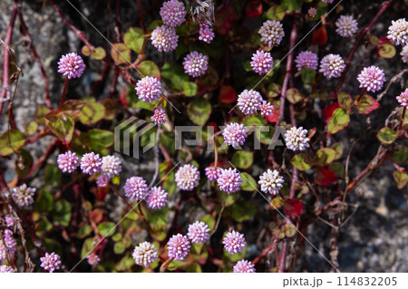 ガーデンで薄ピンク色の花をたくさん咲かせるヒメツルソバ 114832205