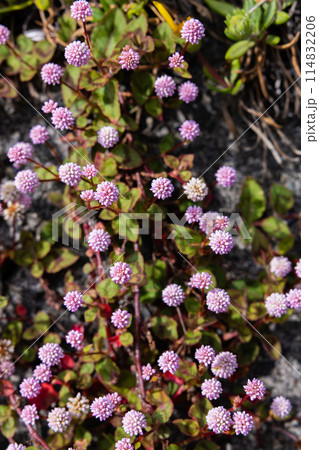 ガーデンで薄ピンク色の花をたくさん咲かせるヒメツルソバ 114832206