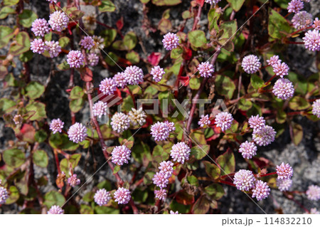 ガーデンで薄ピンク色の花をたくさん咲かせるヒメツルソバ ガーデンで薄ピンク色の花をたくさん咲かせるヒメツルソバ 114832210