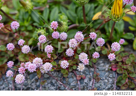 ガーデンで薄ピンク色の花をたくさん咲かせるヒメツルソバ 114832211