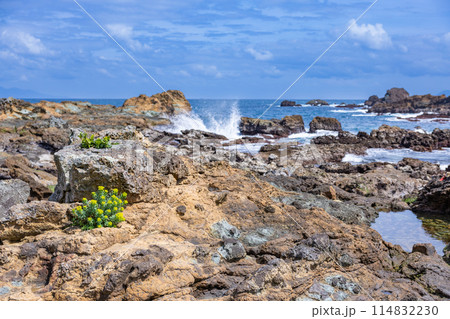 爪木崎海岸に自生するキリンソウの花 114832230