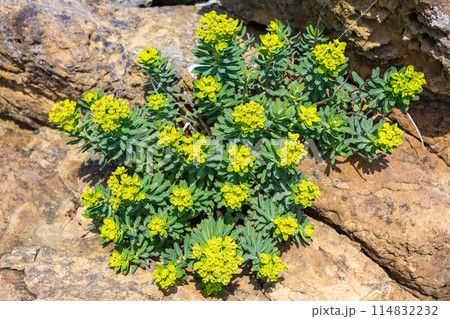 爪木崎海岸に自生するキリンソウの花 114832232