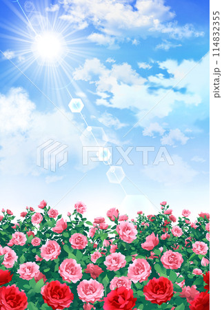 薔薇と青空 バラ園 風景 縦長 薔薇と青空 バラ園 風景 縦長 114832355