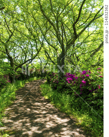 新緑の桜並木に覆われた山の小径 新緑の桜並木に覆われた山の小径 114832362