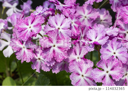 春のガーデンで咲くピンクと白のサクラソウの花 春のガーデンで咲くピンクと白のサクラソウの花 114832365