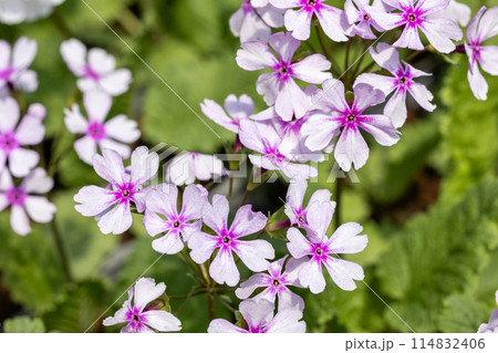 春のガーデンで咲く白いサクラソウの花 114832406