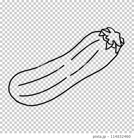 Summer vegetables: Simple line drawing and coloring of zucchini illustration 114832460